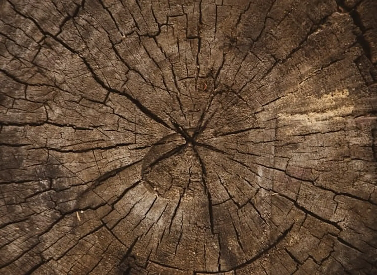 Holz - lebendige Energie